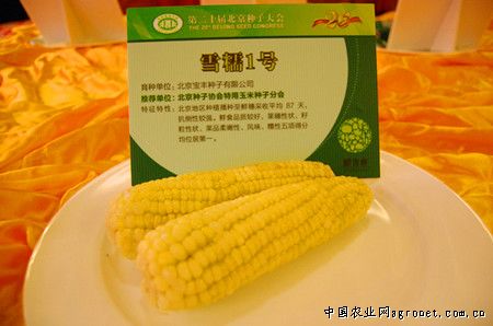 糯玉米育种技术