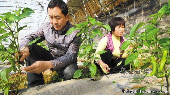 竹筒青莴笋育种技术