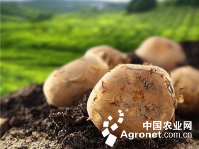 木薯种植方法
