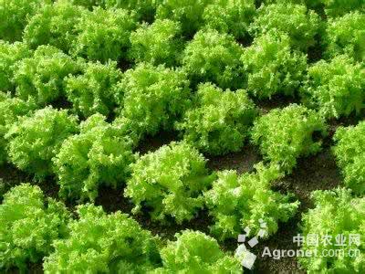 蕨菜可以种植吗