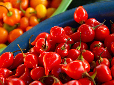 威胜西红柿种植技术