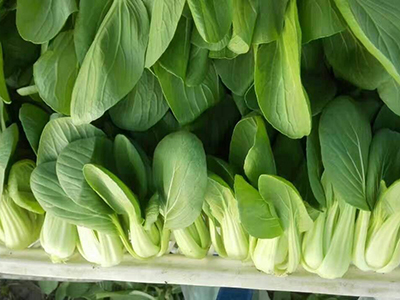 大荔黄花菜15元一斤