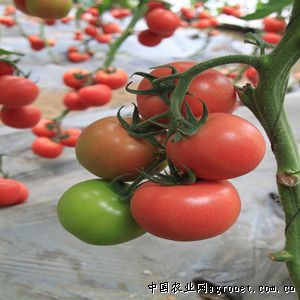 西红柿病虫害图谱