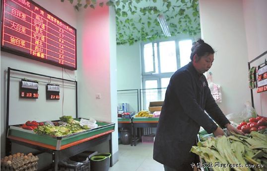 北京小白菜育种技术