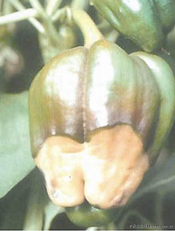 香菇0912种植管理