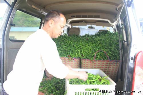 花椰菜种子的品种