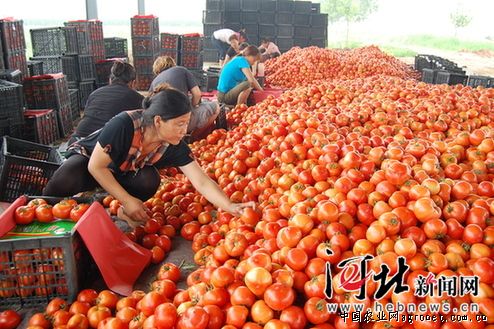五色小番茄供应信息