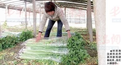 双惠208玉米施肥技术