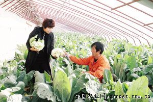 日本绍菜病虫害及防治