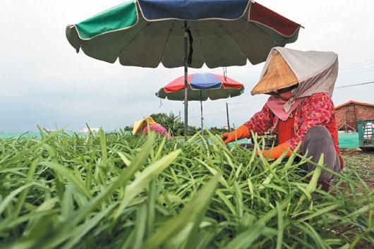 双惠208玉米产地在哪里