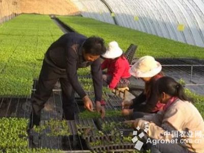 水芹菜种植技术和种植时间