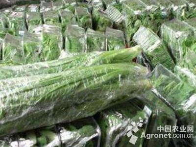 长寿仁豌豆种植技术 云南