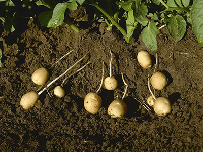 兴佳土豆病虫害防治
