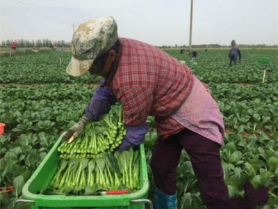 绿皮南瓜种植技术