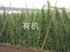 供应有机山药