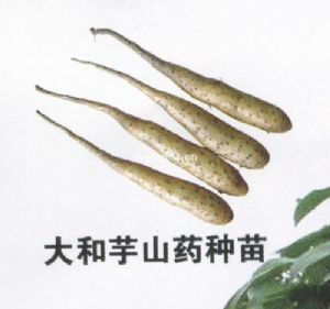 供应山药苗山药种